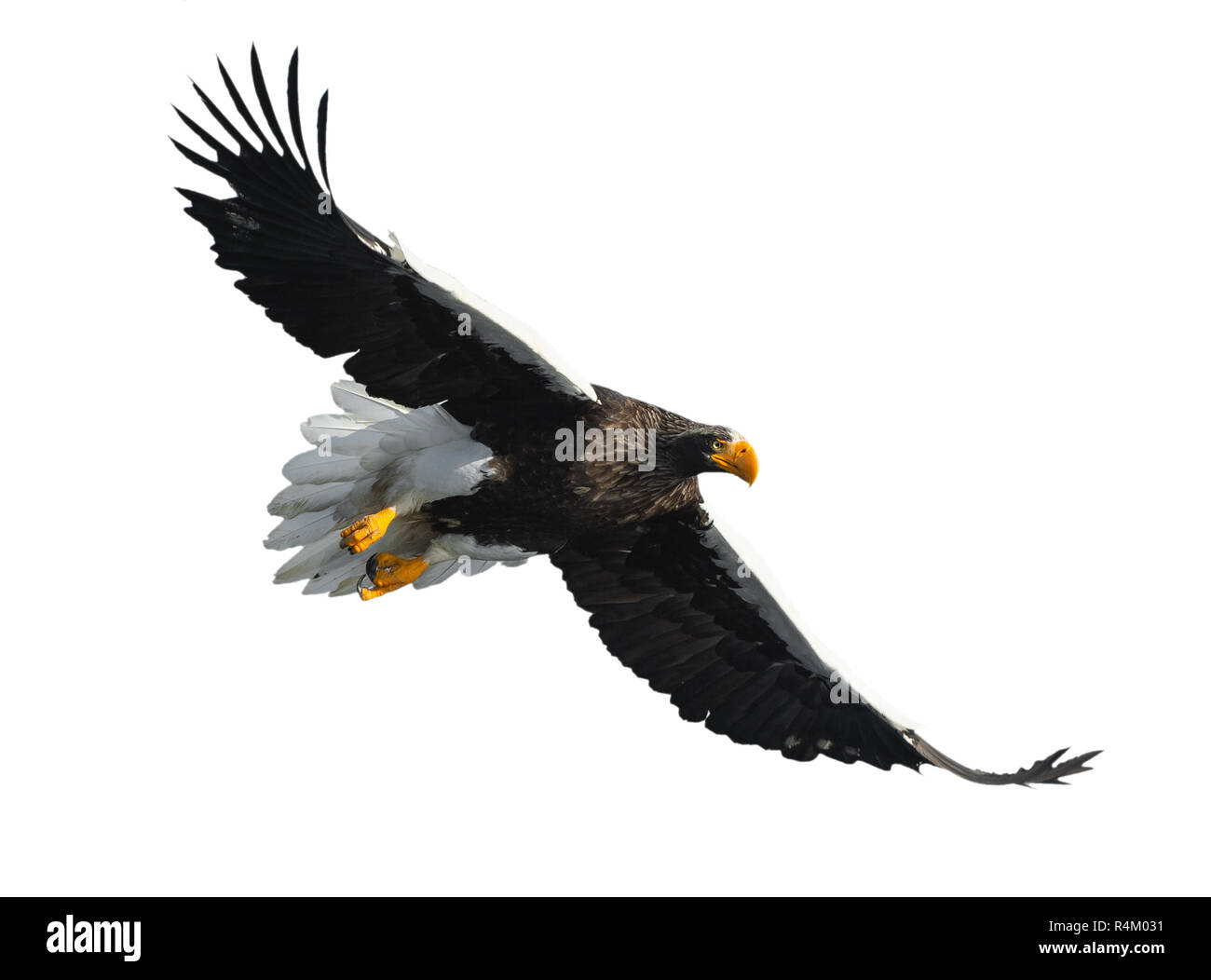L'aigle de mer de Steller adultes en vol. Nom scientifique : Haliaeetus pelagicus. Isolé sur fond blanc. Banque D'Images