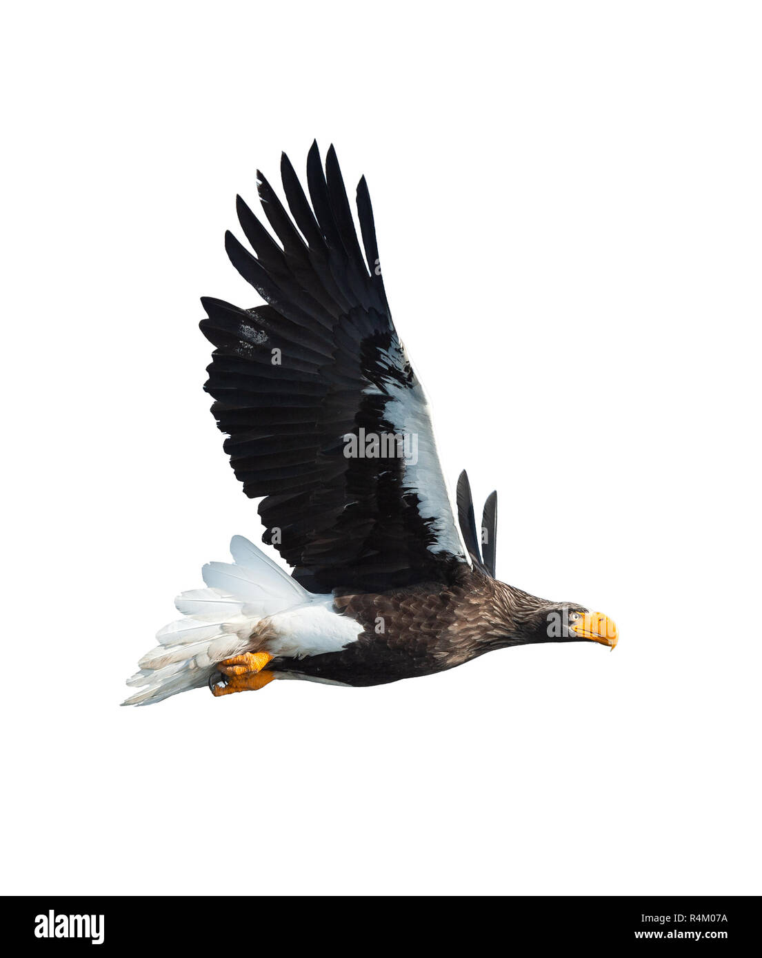 L'aigle de mer de Steller adultes en vol. Nom scientifique : Haliaeetus pelagicus. Isolé sur fond blanc. Banque D'Images