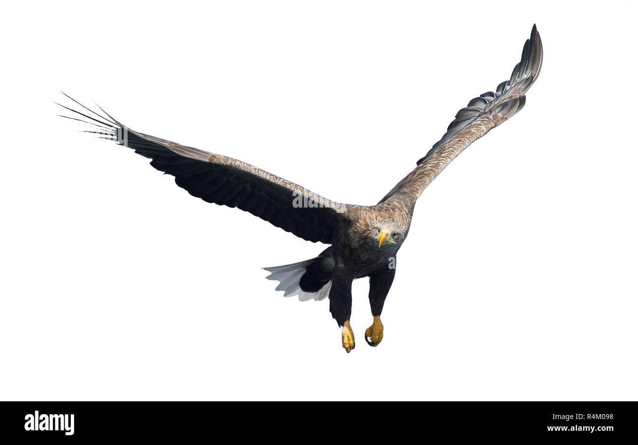 White-tailed eagle en vol. Vue de face. Isolé sur fond blanc. Nom scientifique : Haliaeetus albicilla, également connu sous le nom de ern, erne, gray eagle, de l'Union européenne Banque D'Images