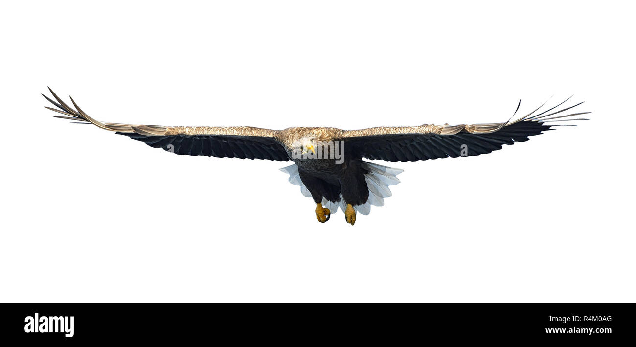 White-tailed eagle en vol. Vue de face. Isolé sur fond blanc. Nom scientifique : Haliaeetus albicilla, également connu sous le nom de ern, erne, gray eagle, de l'Union européenne Banque D'Images