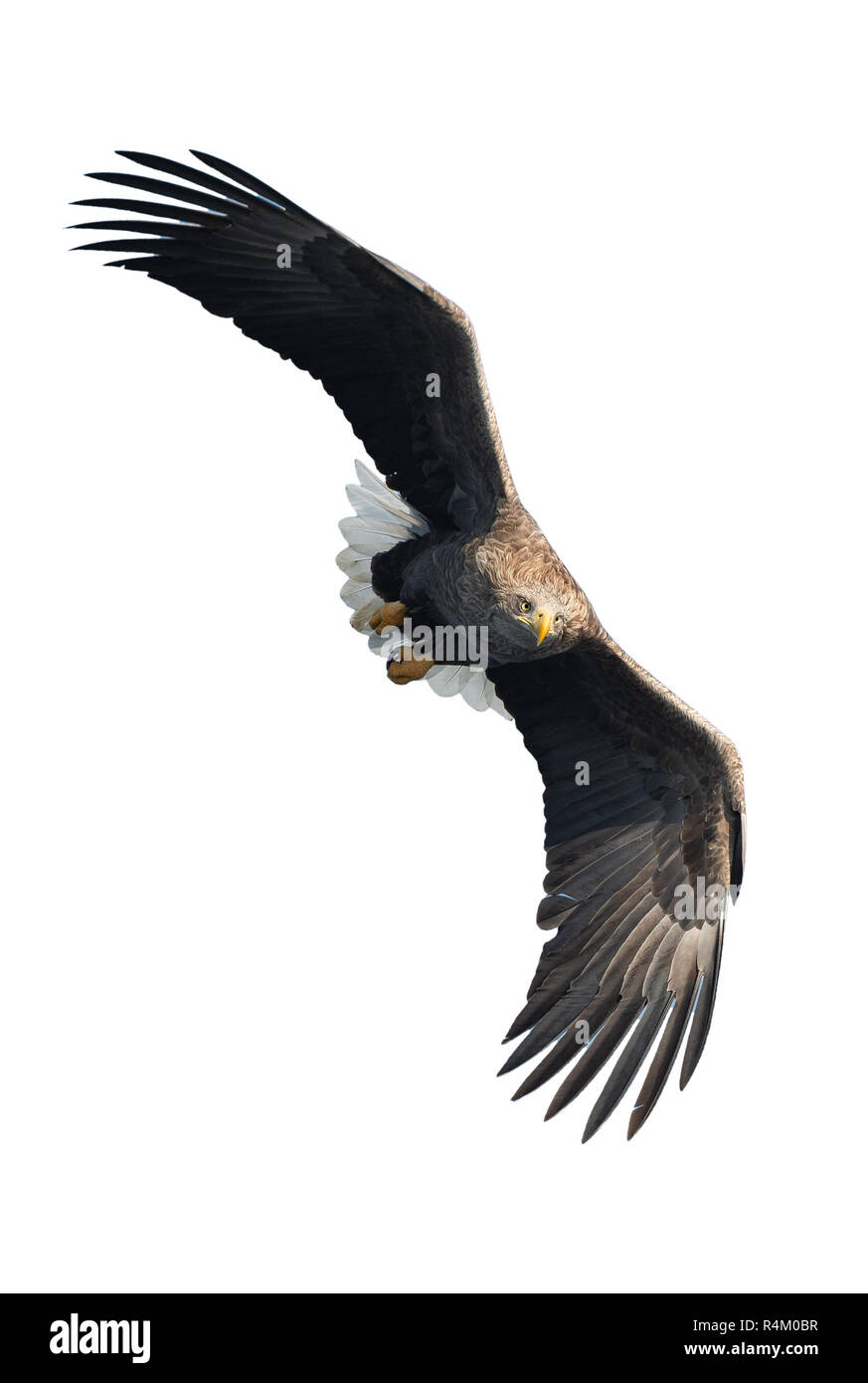 White-tailed eagle en vol. Vue de face. Isolé sur fond blanc. Nom scientifique : Haliaeetus albicilla, également connu sous le nom de ern, erne, gray eagle, de l'Union européenne Banque D'Images