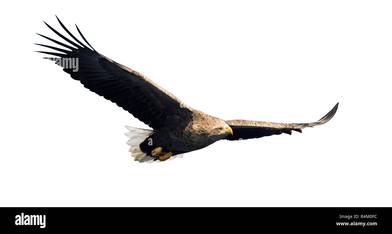 À queue blanche adultes en vol. Isolé sur fond blanc. Nom scientifique : Haliaeetus albicilla, également connu sous le nom de ern, erne, gray eagle, Eurasien Banque D'Images