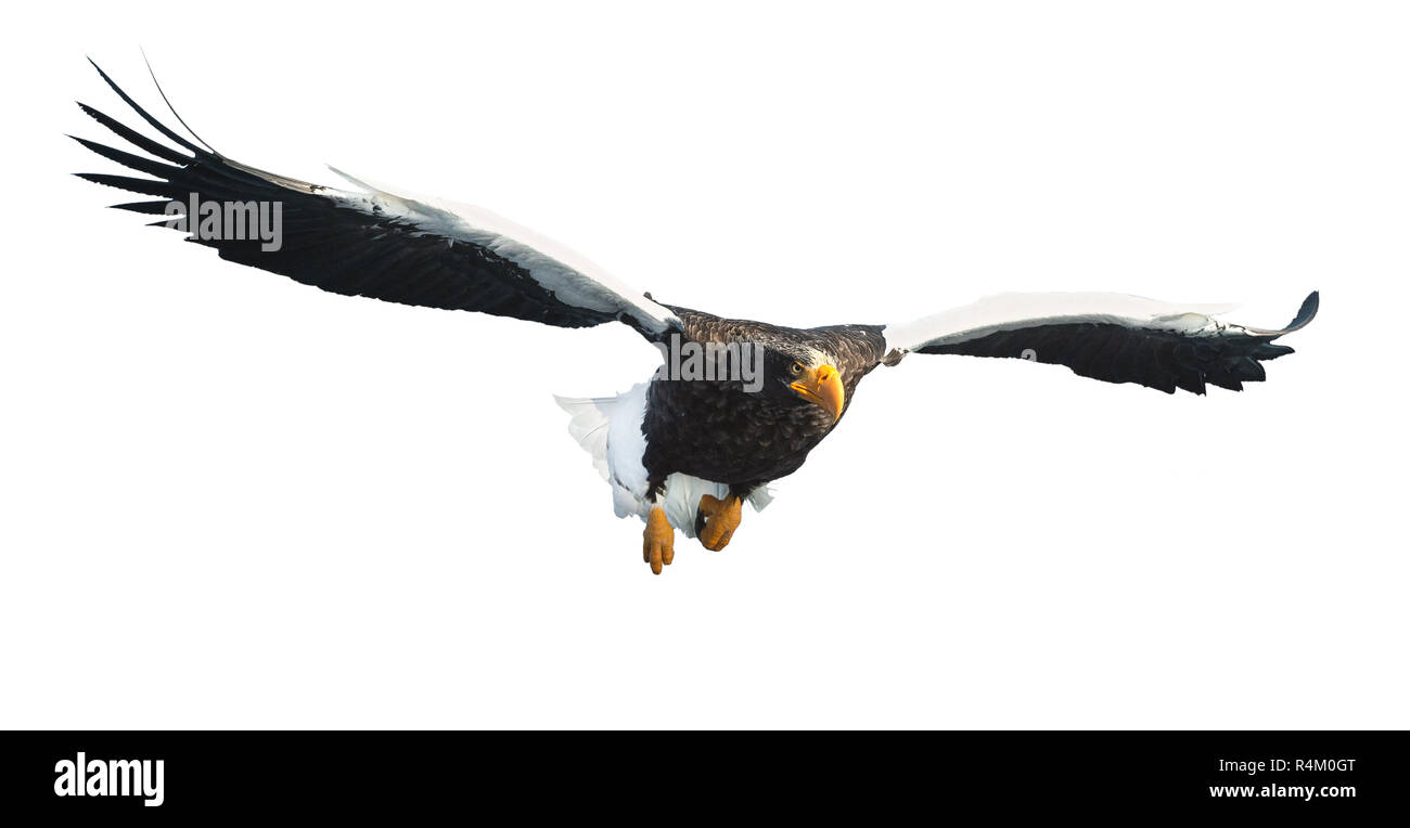 L'aigle de mer de Steller adultes en vol. Vue de face. Nom scientifique : Haliaeetus pelagicus. Isolé sur fond blanc. Banque D'Images