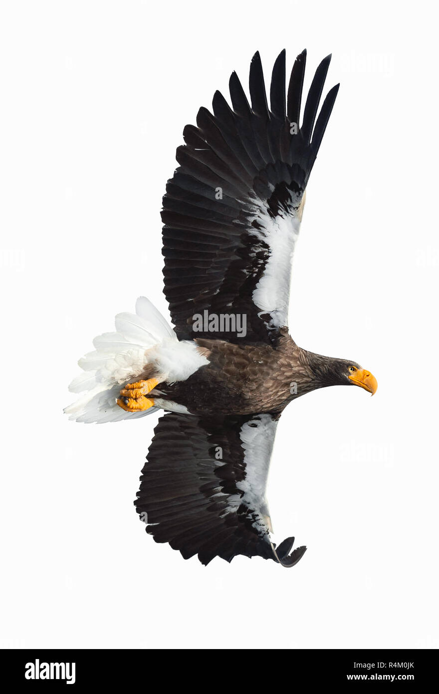L'aigle de mer de Steller adultes en vol. Nom scientifique : Haliaeetus pelagicus. Isolé sur fond blanc. Banque D'Images