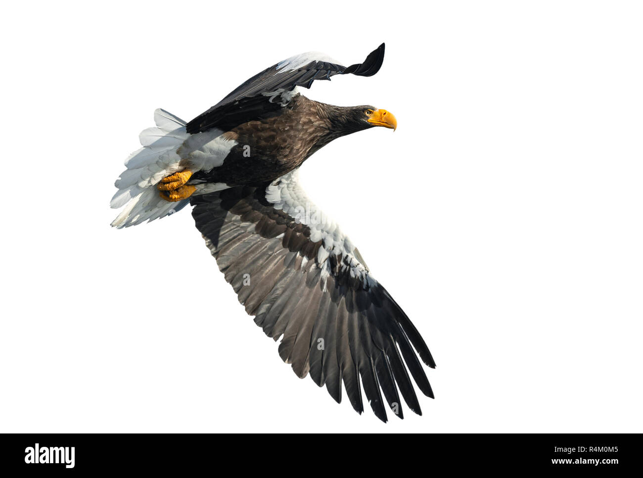 L'aigle de mer de Steller adultes en vol. Nom scientifique : Haliaeetus pelagicus. Isolé sur fond blanc. Banque D'Images