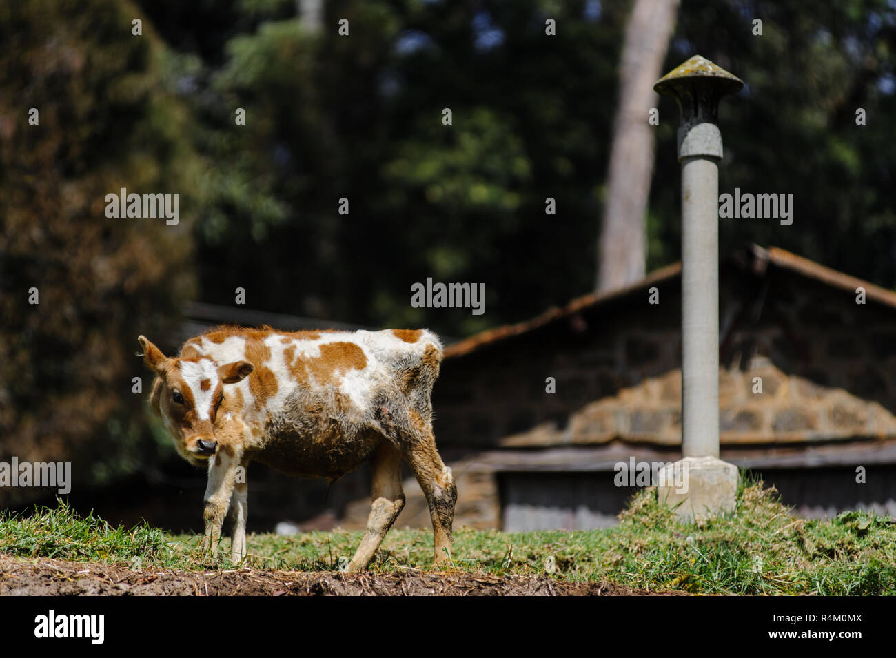 Photo de vache sale pauvres se dresse sur le pré près de la maison Banque D'Images