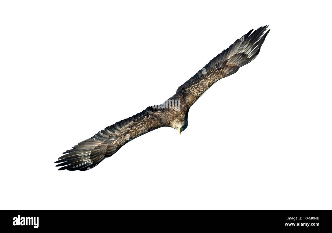 White-tailed eagle en vol. Vue de face. Isolé sur fond blanc. Nom scientifique : Haliaeetus albicilla, également connu sous le nom de ern, erne, gray eagle, de l'Union européenne Banque D'Images