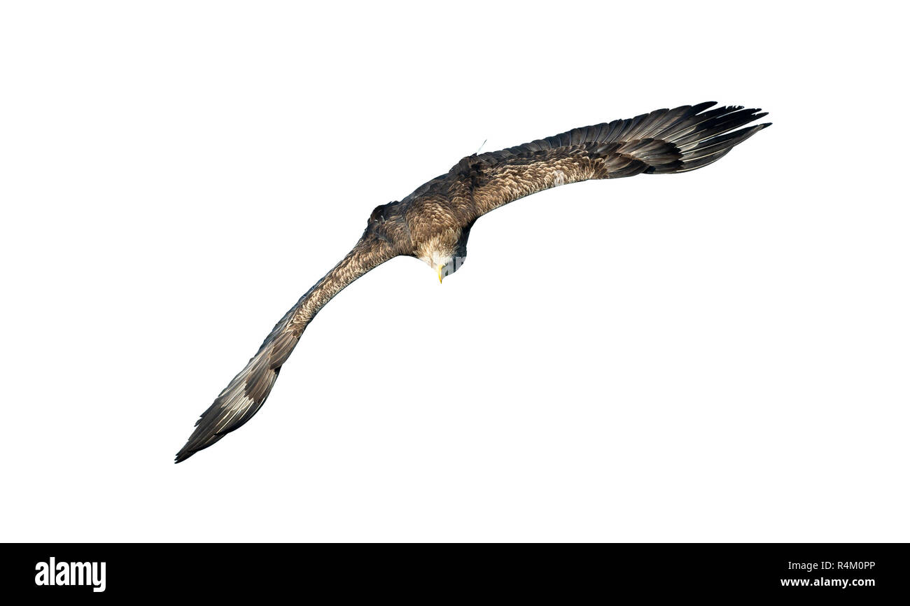White-tailed eagle en vol. Vue de face. Isolé sur fond blanc. Nom scientifique : Haliaeetus albicilla, également connu sous le nom de ern, erne, gray eagle, de l'Union européenne Banque D'Images