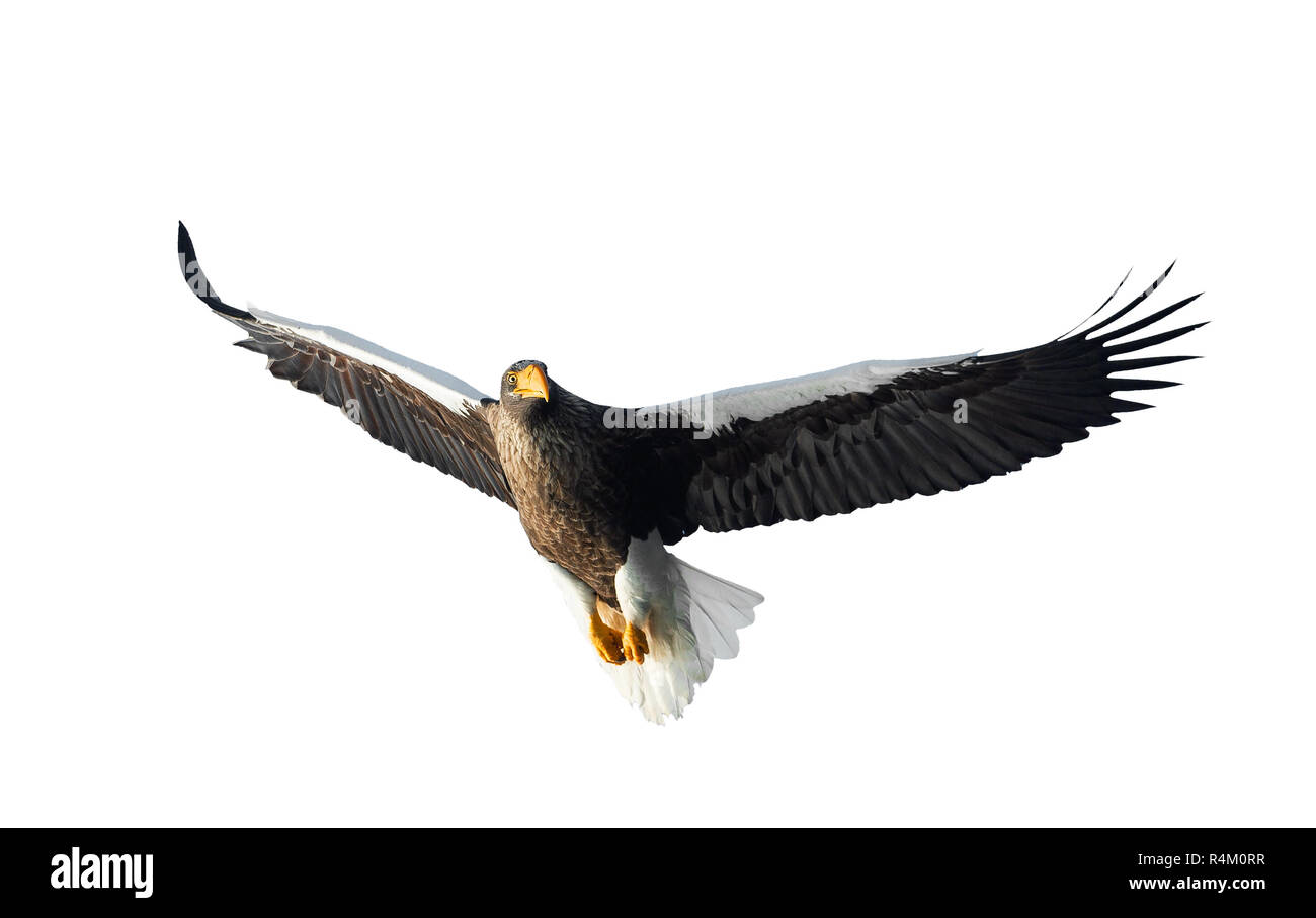 L'aigle de mer de Steller adultes en vol. Vue de face. Nom scientifique : Haliaeetus pelagicus. Isolé sur fond blanc. Banque D'Images