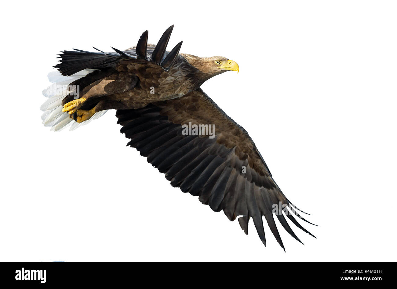 À queue blanche adultes en vol. Isolé sur fond blanc. Nom scientifique : Haliaeetus albicilla, également connu sous le nom de ern, erne, gray eagle, Eurasien Banque D'Images