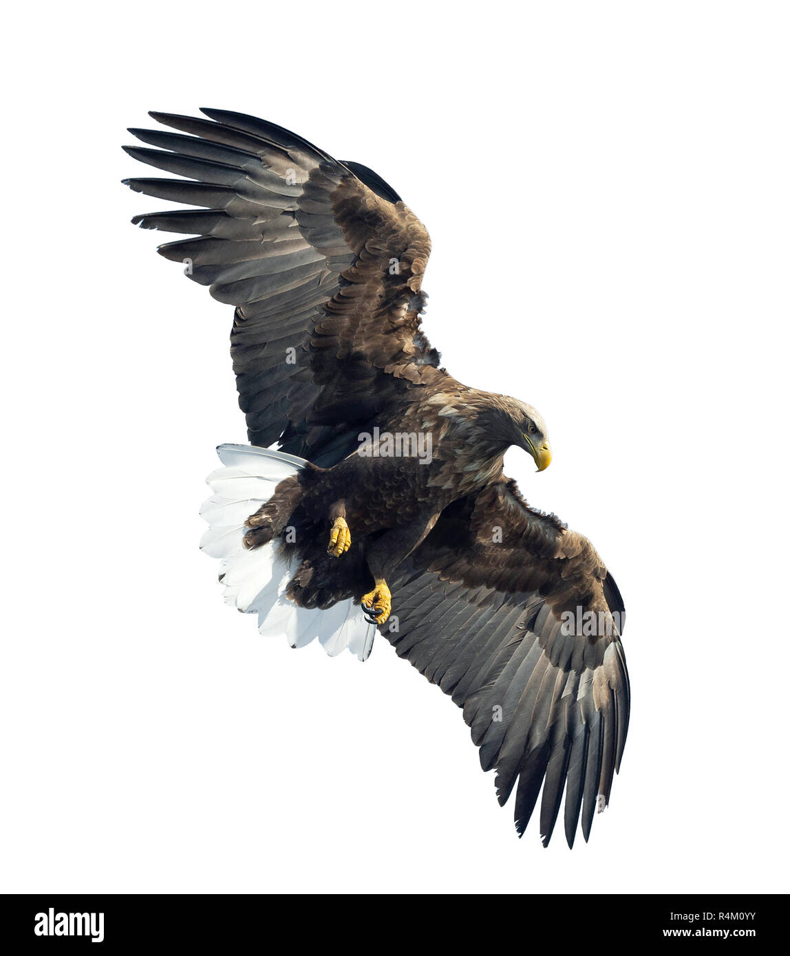 À queue blanche adultes en vol. Isolé sur fond blanc. Nom scientifique : Haliaeetus albicilla, également connu sous le nom de ern, erne, gray eagle, Eurasien Banque D'Images