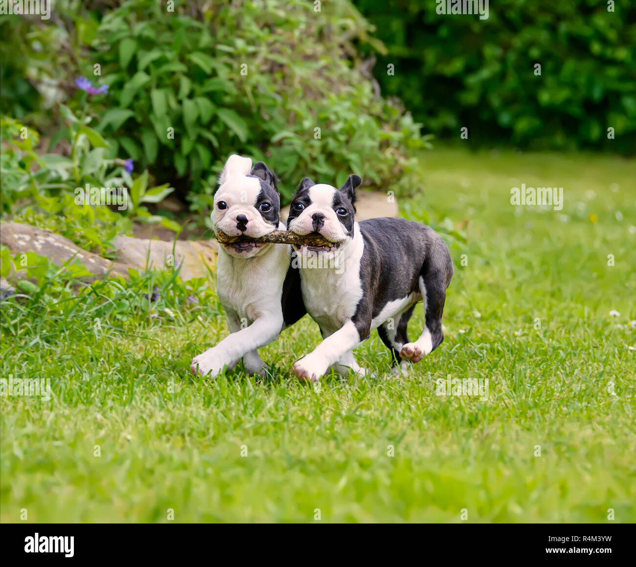 Deux jeunes chiens, chiots Boston terrier noir avec marquage blanc fonctionnant côte à côte, et muni d'un stick together Banque D'Images