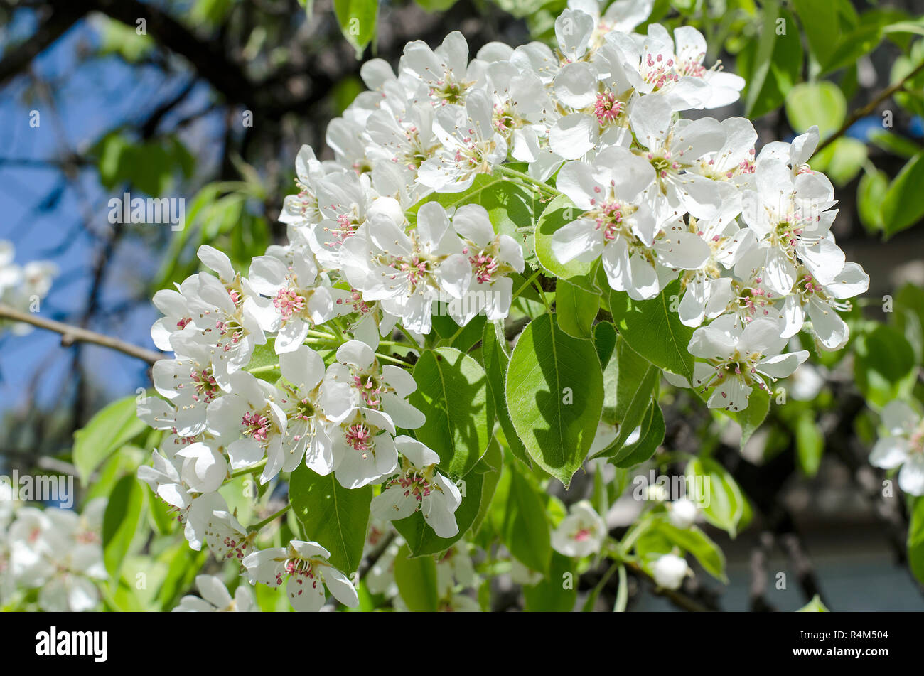 Floraison de printemps pear tree Banque D'Images