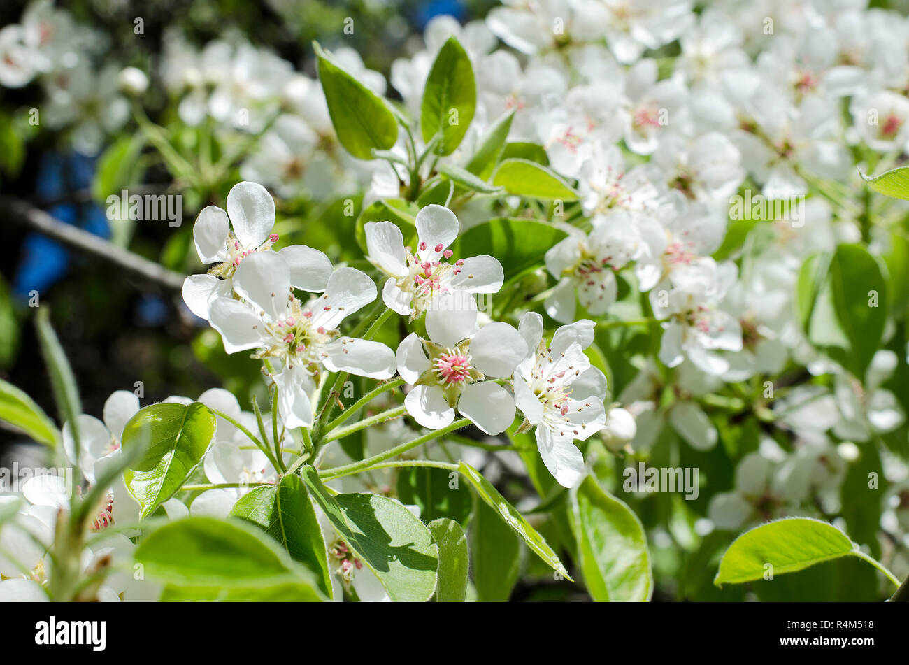 Floraison de printemps pear tree Banque D'Images
