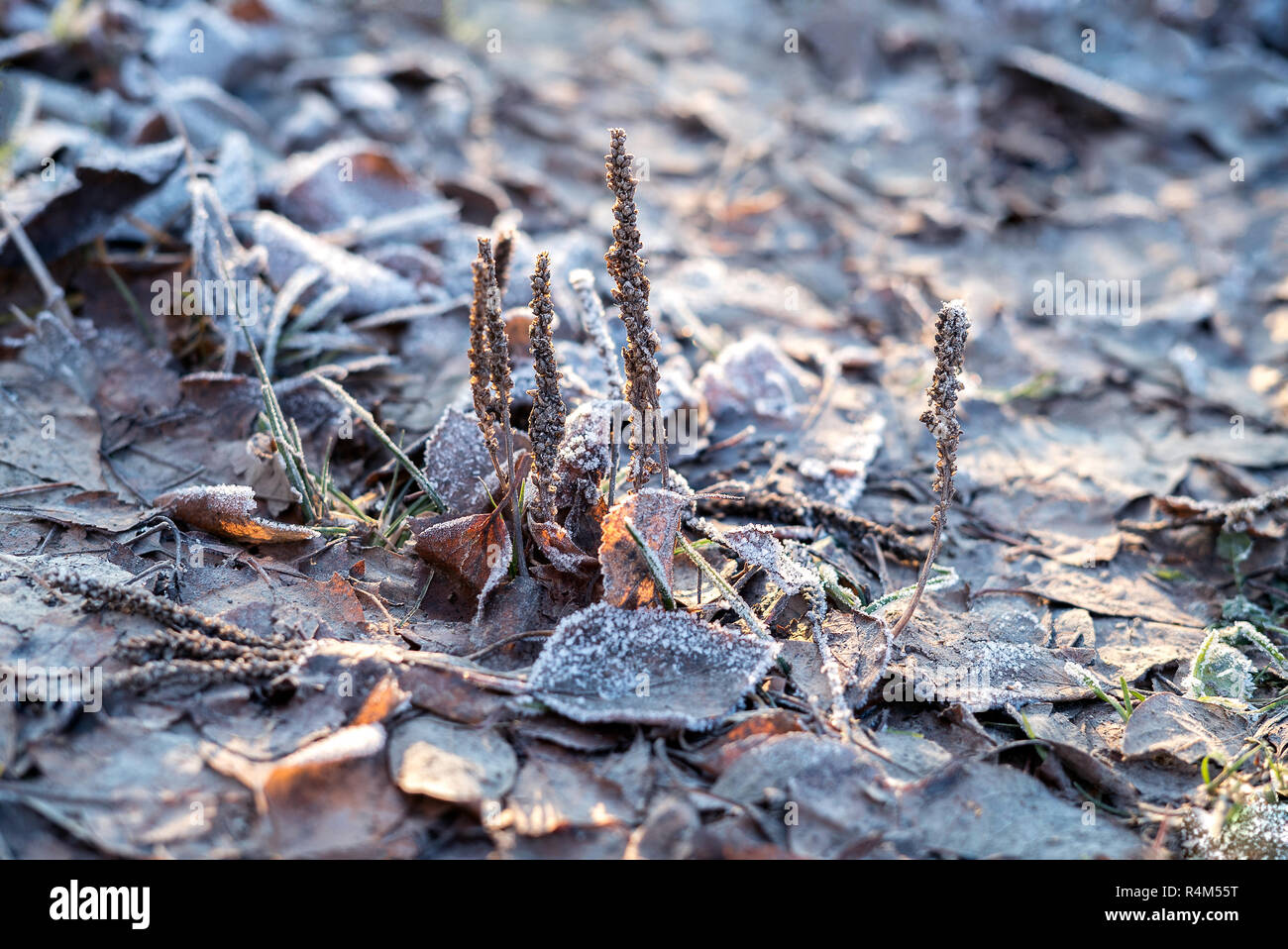 Nature Gros plan détail de petites usines de glace givré et secs, congelés avec les feuilles mortes rime recouvrent le sol avec du givre froid Banque D'Images