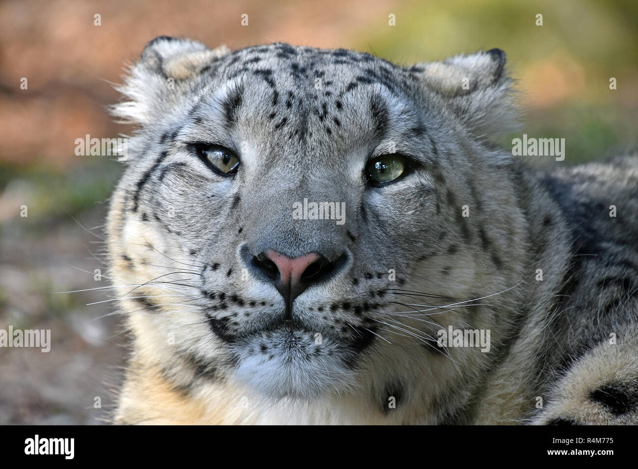 Close up portrait of snow leopard Banque D'Images