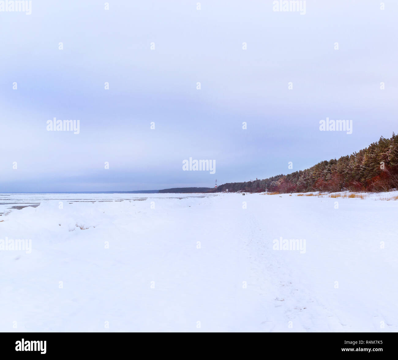 Journée d'hiver sur la rive enneigée de Narva Bay. La neige sur la glace du golfe de Finlande gelés. Narva-Joesuu resort ville Estonie en Ida-Virumaa. Le Nord de l'hiver sévère et temps de neige. Forêt de pins, pin Banque D'Images