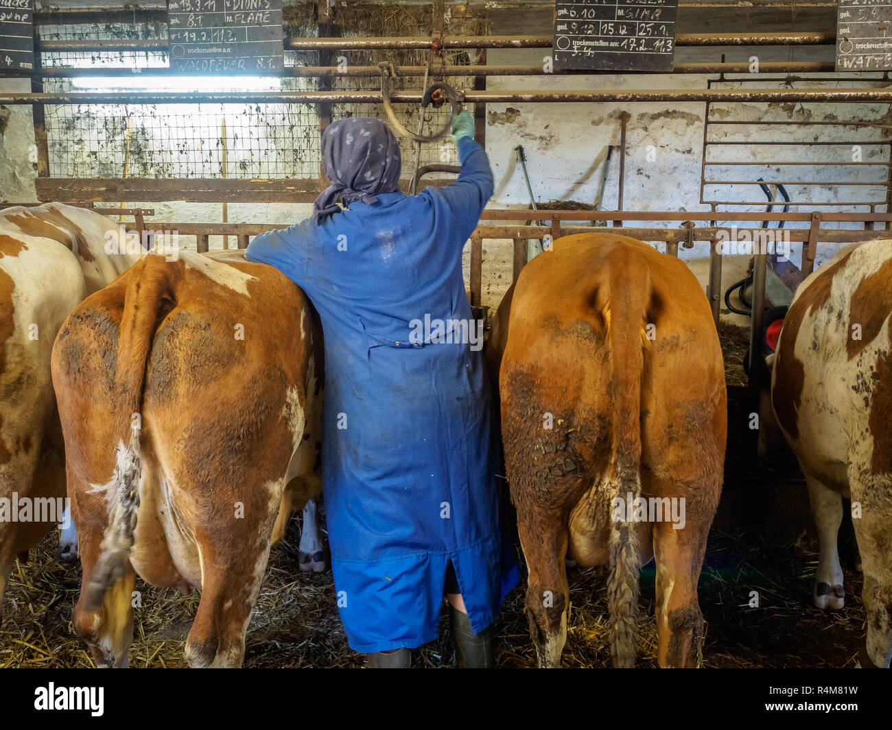 Les agriculteurs épouse la traite des vaches dans l'étable sur une ancienne ferme laitière rustique en Basse Autriche Banque D'Images