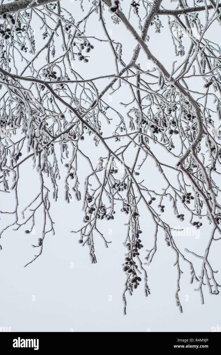 Branches couvertes de givre de l'aulne Banque D'Images