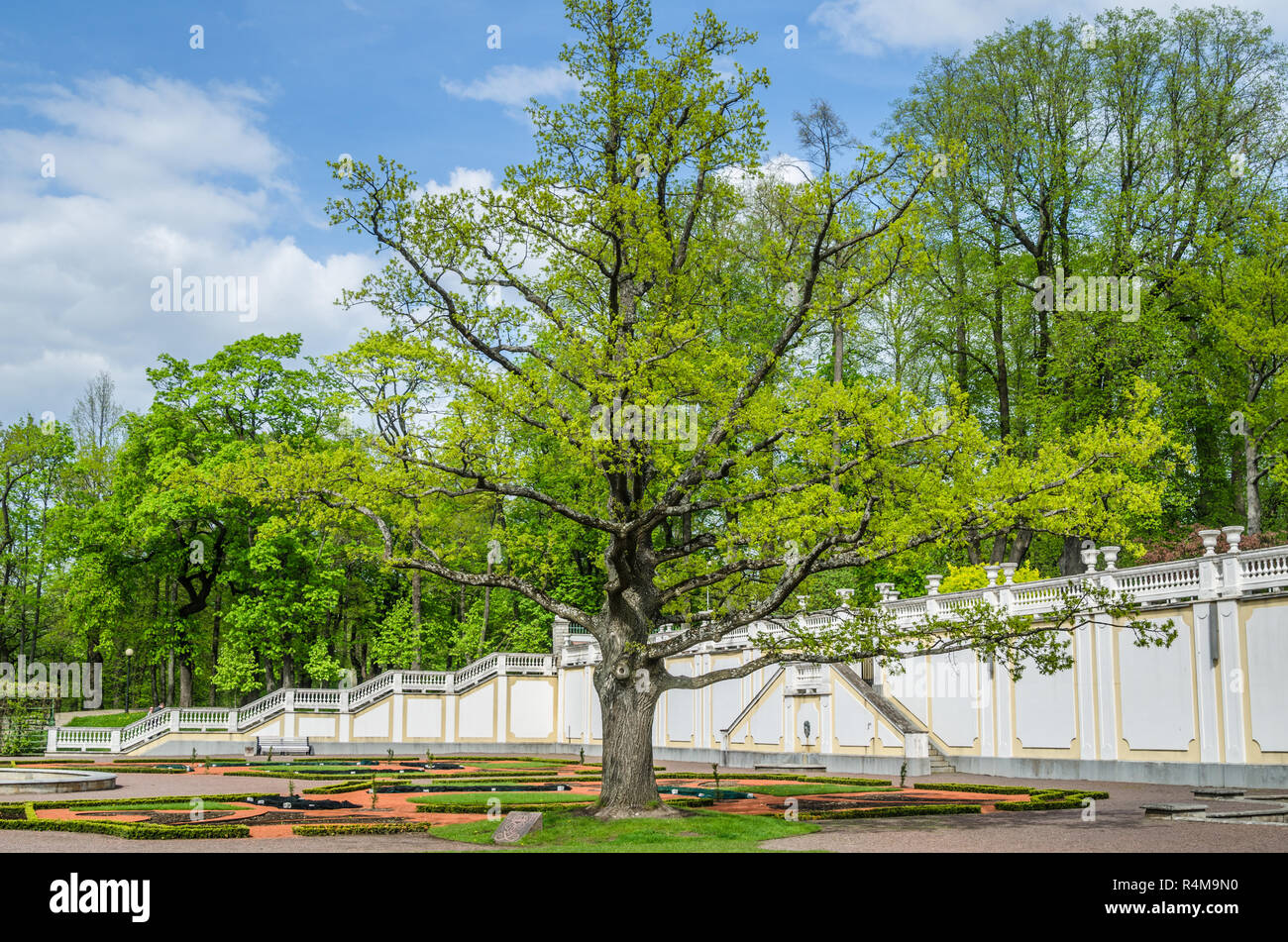 Vieux Chêne au printemps le parc Kadriorg, Tallinn, Estonie Banque D'Images