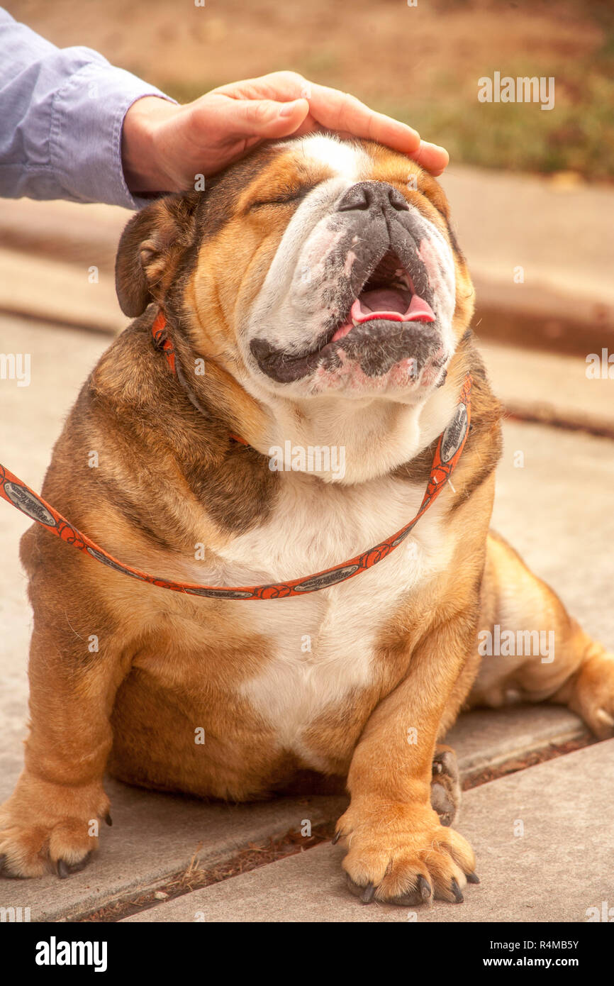 Ennuyer un bulldog Anglais obtient un pat de son propriétaire qu'il bâille à une piscine dog show à Costa Mesa, CA. Banque D'Images