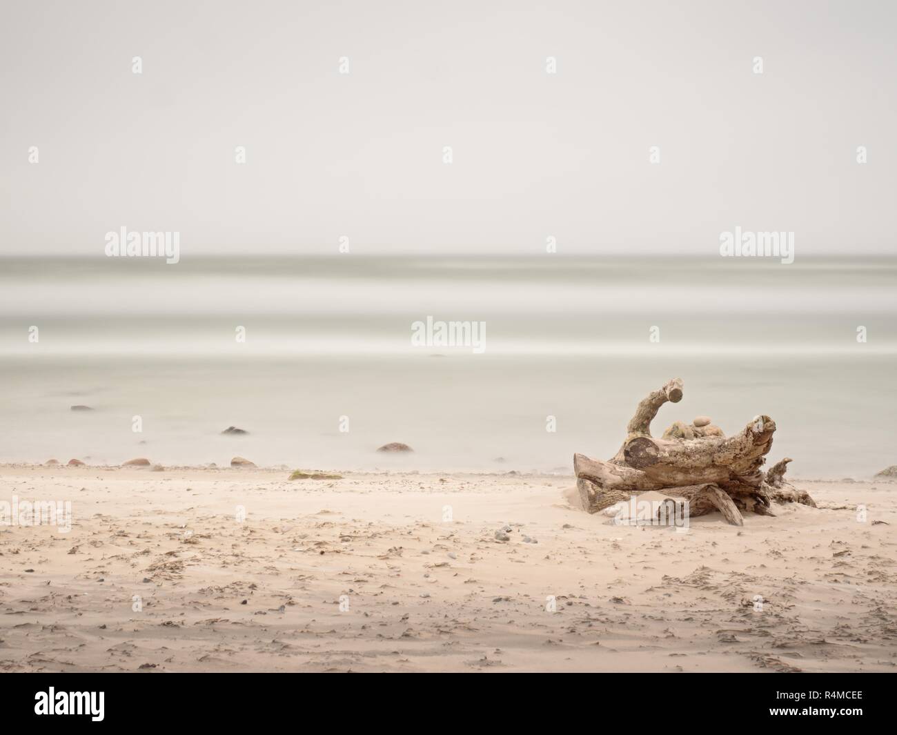 Tronc cassé avec reste de racines coller du sable par la mer. La souche d'arbre avec des racines dans l'eau vide sur la rive, le sable jaune clair. Natural backgroun Banque D'Images