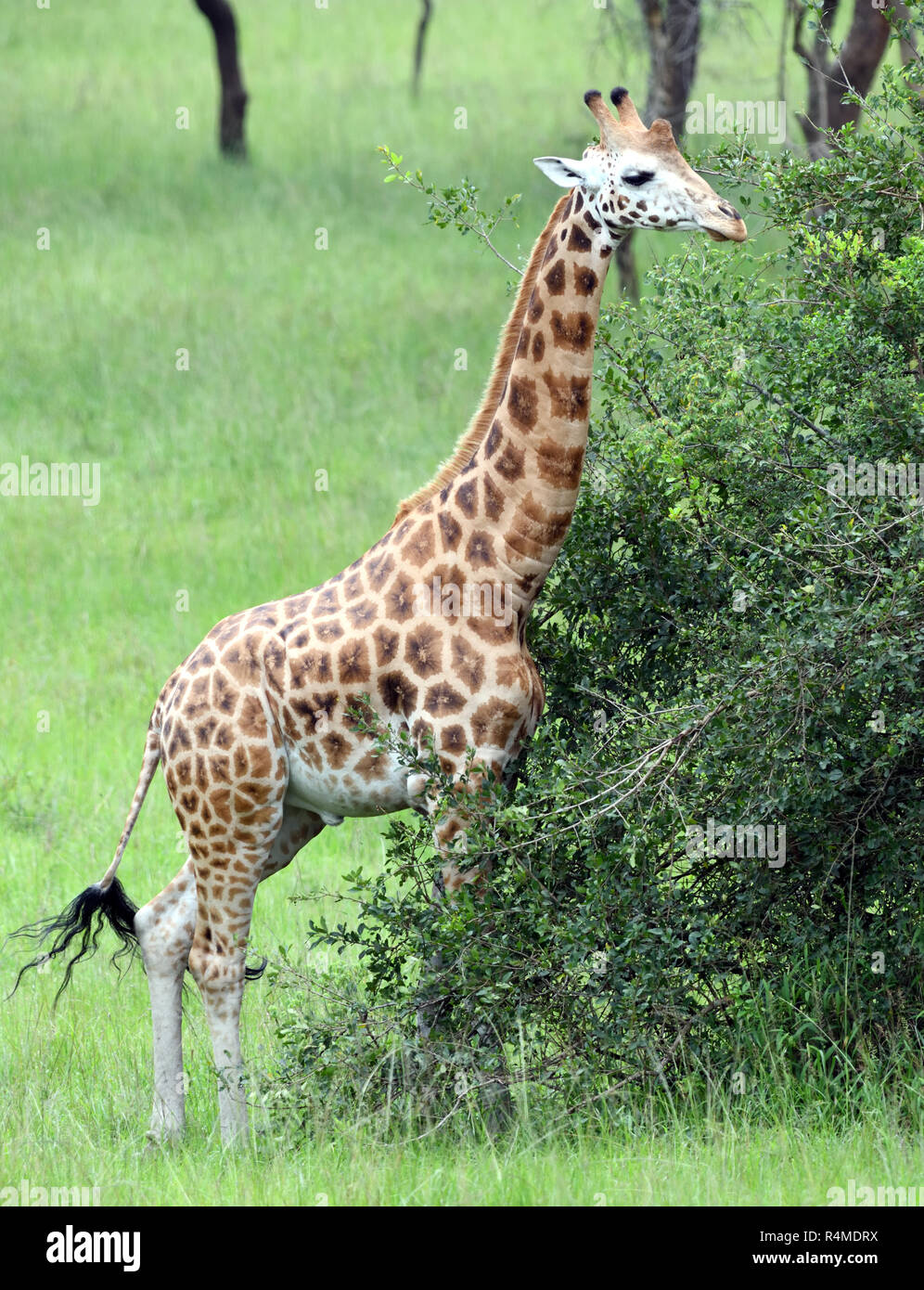 Une espèce en voie d'Rothschild Girafe (Giraffa camelopardalis rothschildi) déplacées à des fins de conservation de la Parc national Queen Elizabeth. Quee Banque D'Images