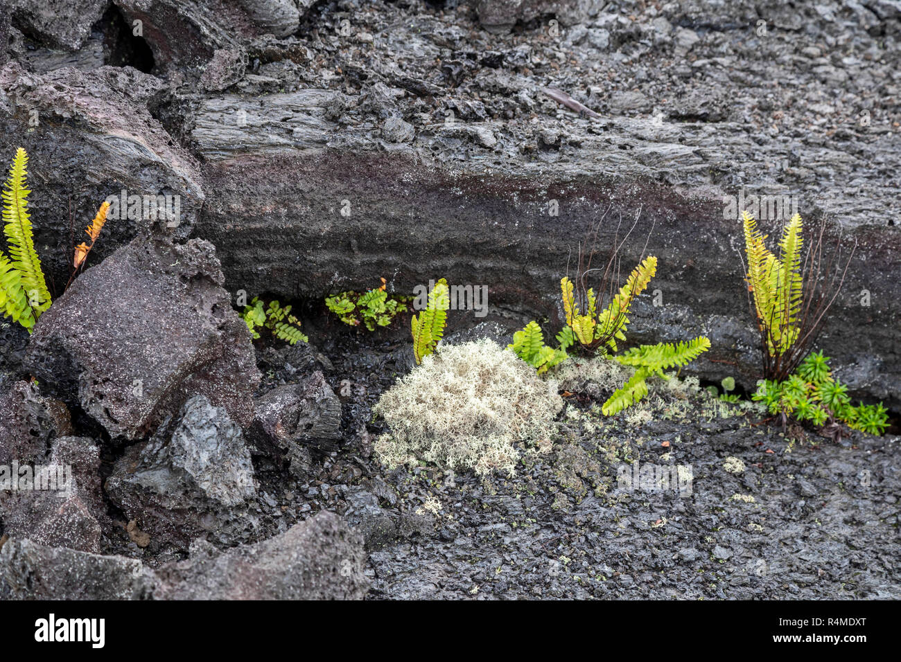 Hawaii Volcanoes National Park, New York - Les plantes croissant sur une ancienne coulée du volcan Kilauea. Banque D'Images