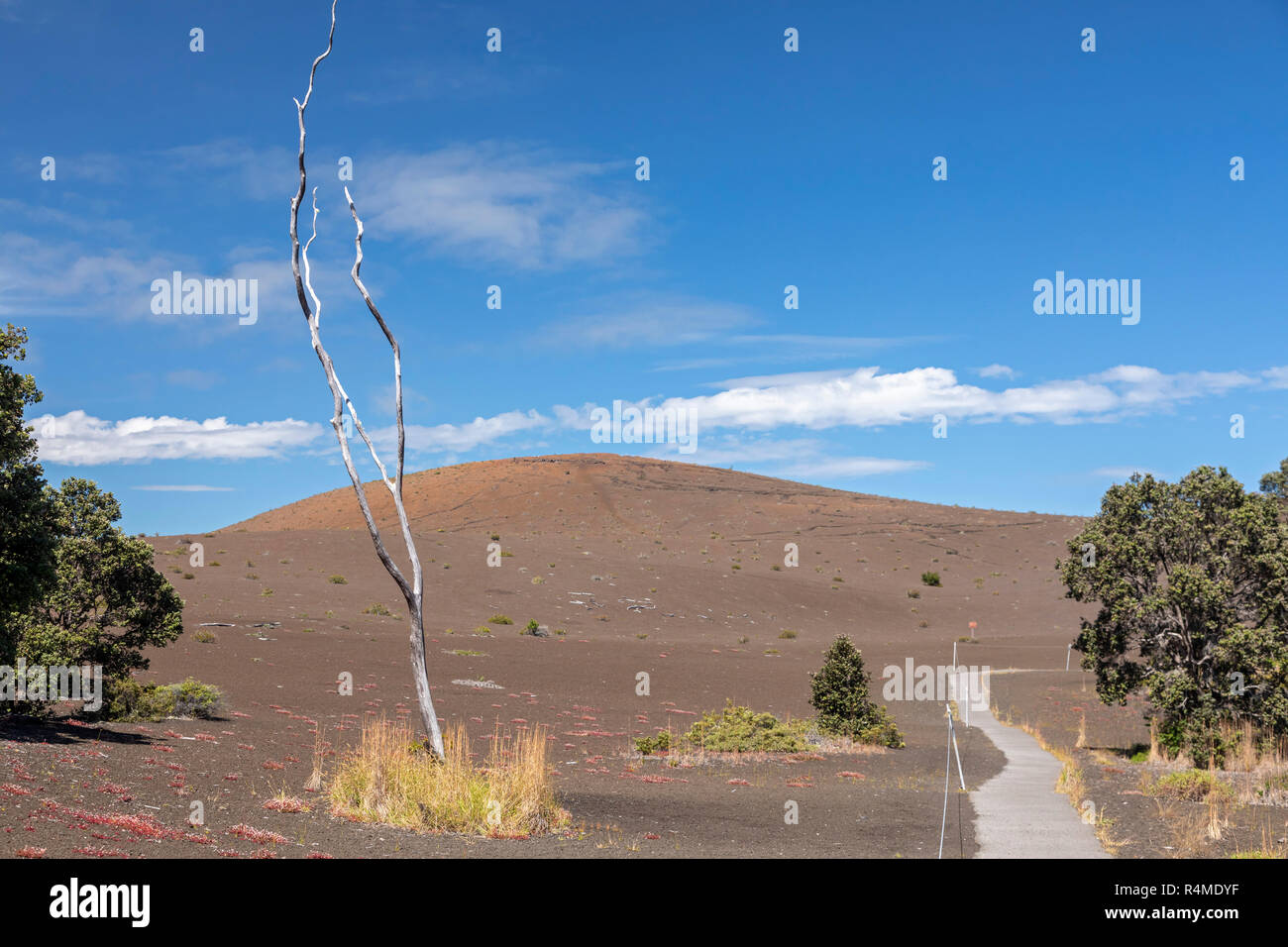 Hawaii Volcanoes National Park, New York - un paysage de cendres enterrées par l'éruption du Kilauea Iki 1959. Il est atteint par la randonnée sur la dévastation Banque D'Images