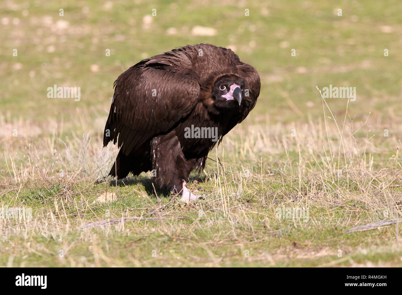 Arctia monachus Banque D'Images