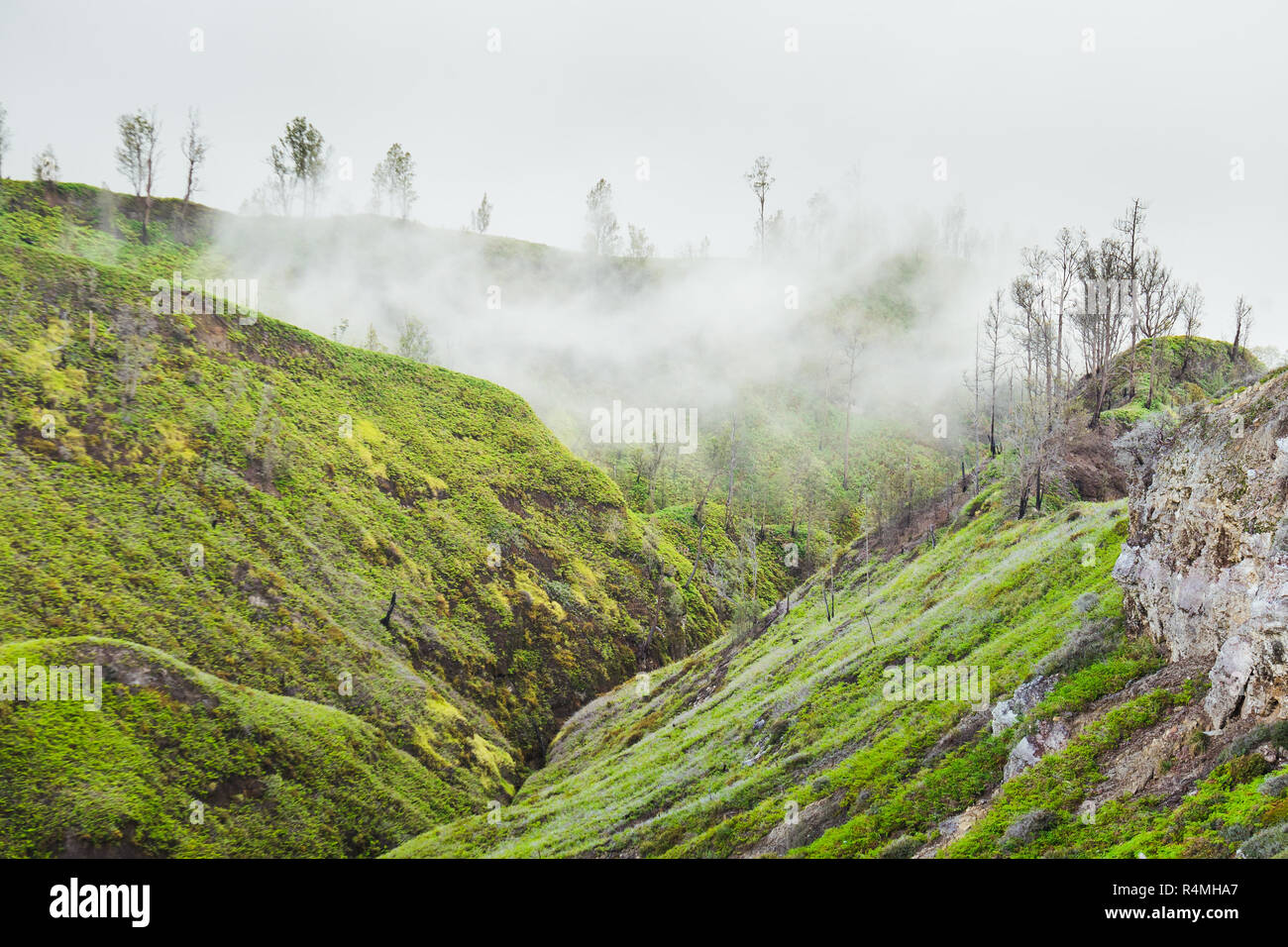 Décor d'un écosystème vert forêt couverte avec Misty cloud à l'Ijen mountain, Banyuwangi, Indonésie Banque D'Images