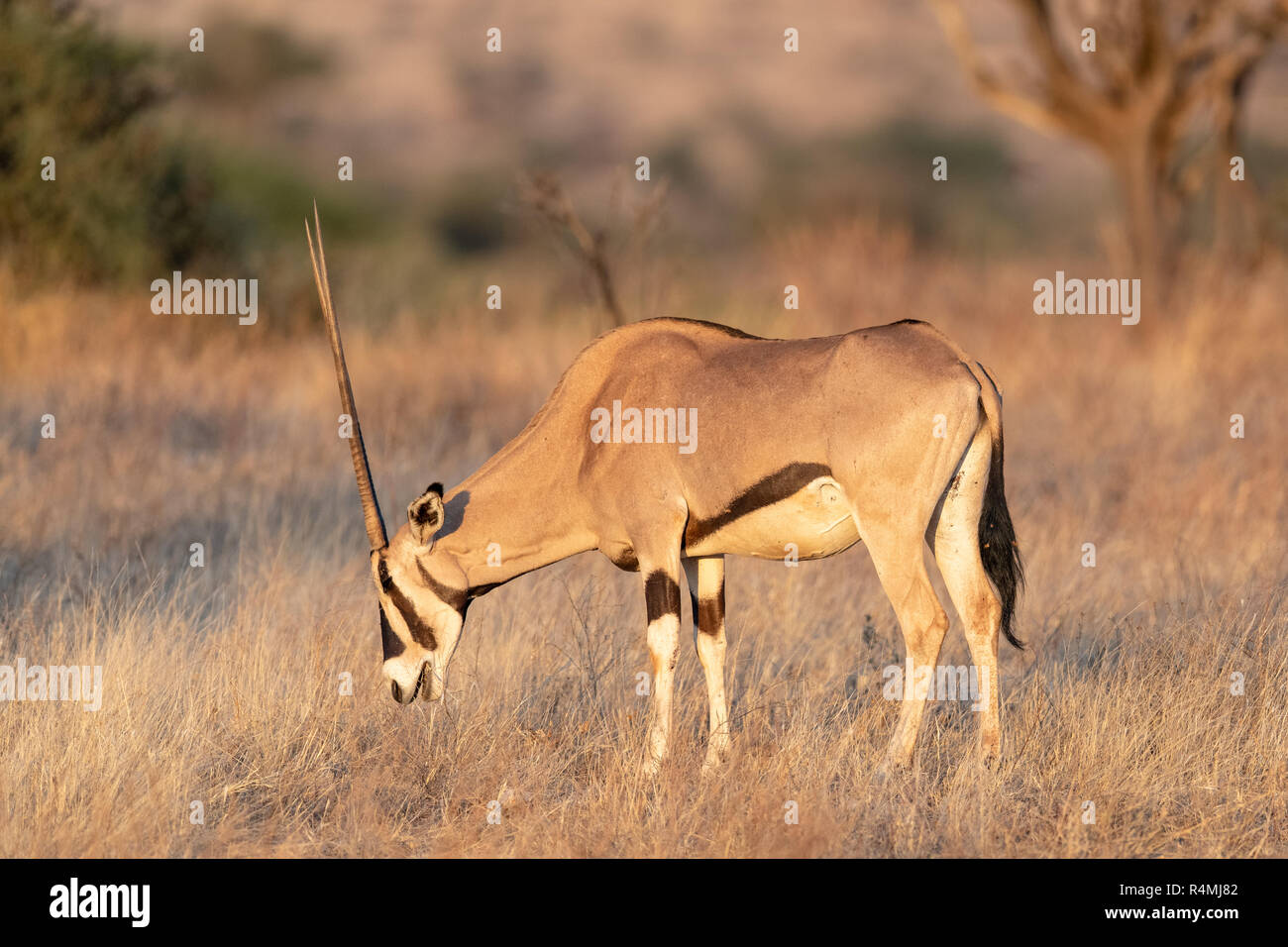 Oryx de beisa commun (Oryx beisa) au Kenya, l'Afrique Banque D'Images