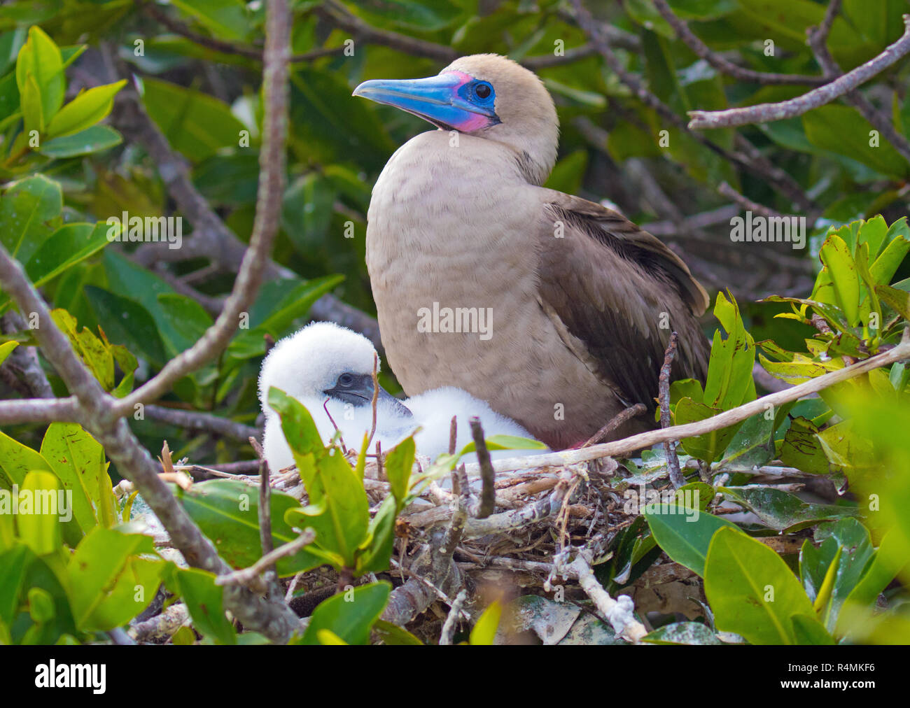 Les oiseaux rares et exotiques sur les îles Galapagos Banque D'Images