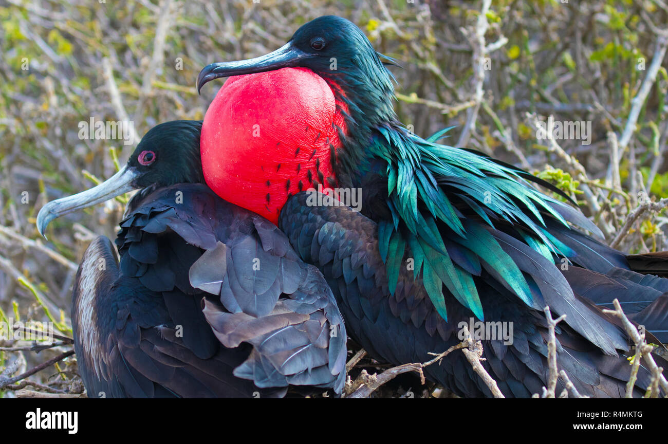 Les oiseaux rares et exotiques sur les îles Galapagos Banque D'Images