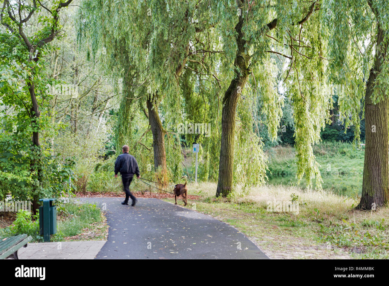 Un homme avec un chien marche dans un parc ensoleillé. Parc avec sentier pédestre, banc, lac. Un homme avec un chien en laisse est à pied. Floue. Banque D'Images