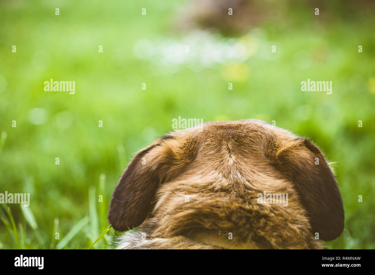 Chien dans l’herbe Banque D'Images