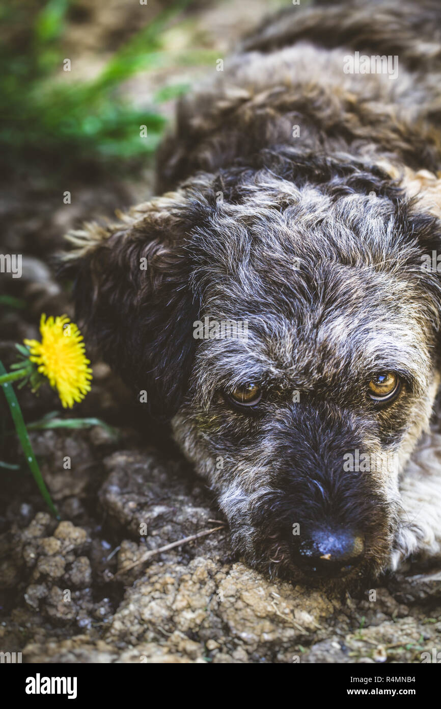 Petit chien dans le jardin Banque D'Images