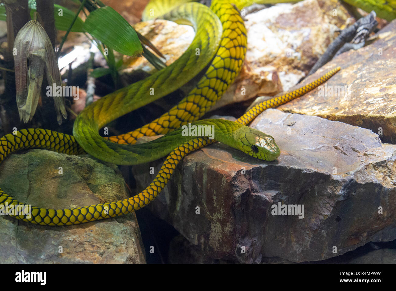 Green Mamba ou de l'Afrique de l'Ouest western green mamba (Dendroaspis viridis), du Zoo de San Diego, Balboa Park, California, United States. Banque D'Images