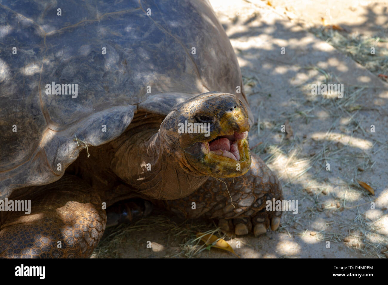 Une tortue des Galapagos ou l'île de Santa Cruz tortue, le Zoo de San Diego, Balboa Park, California, United States. Banque D'Images Une tortue des Galapagos ou l'île de Santa Cruz tortue, le Zoo de San Diego, Balboa Park, California, United States. Banque D'Images