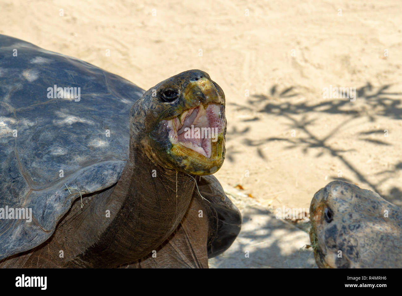 Une tortue des Galapagos ou l'île de Santa Cruz tortue, le Zoo de San Diego, Balboa Park, California, United States. Banque D'Images Une tortue des Galapagos ou l'île de Santa Cruz tortue, le Zoo de San Diego, Balboa Park, California, United States. Banque D'Images
