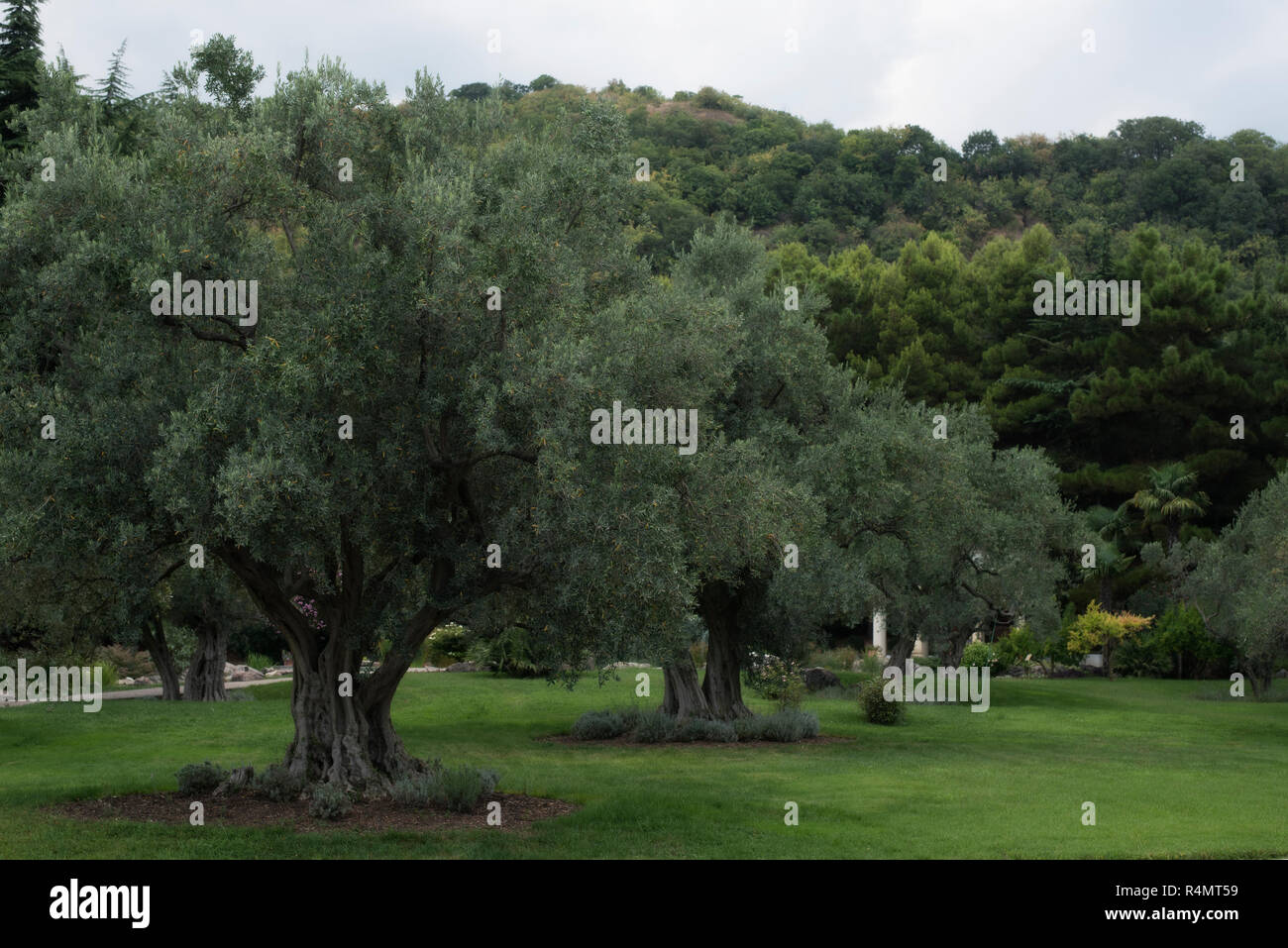Parc avec un chemin en arrière-plan, une clairière. dans le pré grand, beau vieux oliviers, arbustes taillés boules jardinier. dans l'arrière-plan il y a des conifères, palmiers et de collines sur lesquelles les arbres pousser. la saison de l'automne. ciel gris. Banque D'Images