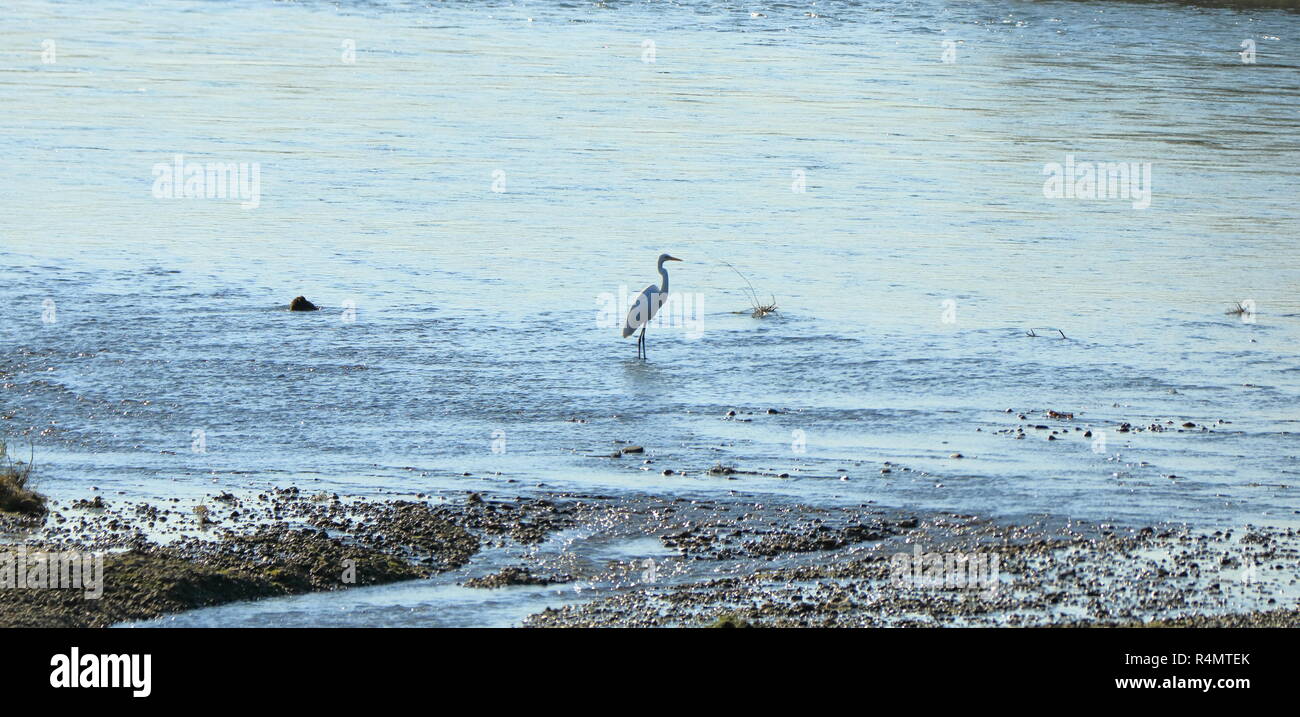 Oiseau de rivage fermé jusqu'à la rivière, aigrette intermédiaire (Zone intermedia) au Népal Banque D'Images