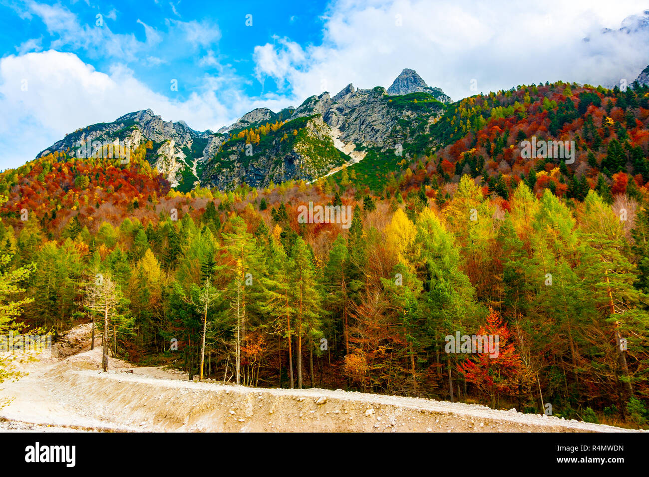 Forêt de couleurs ci-dessous Jof di Montasio en automne, les Alpes Juliennes, Val Dogna, Friuli Venezia Giulia, Italie Banque D'Images