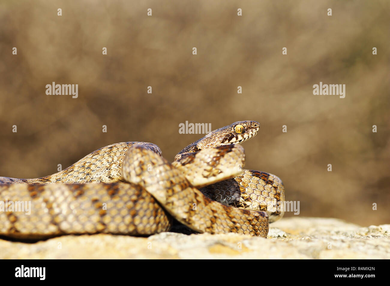 Cat, pleine longueur du serpent reptiles juvéniles en milieu naturel ( Telescopus fallax ) Banque D'Images
