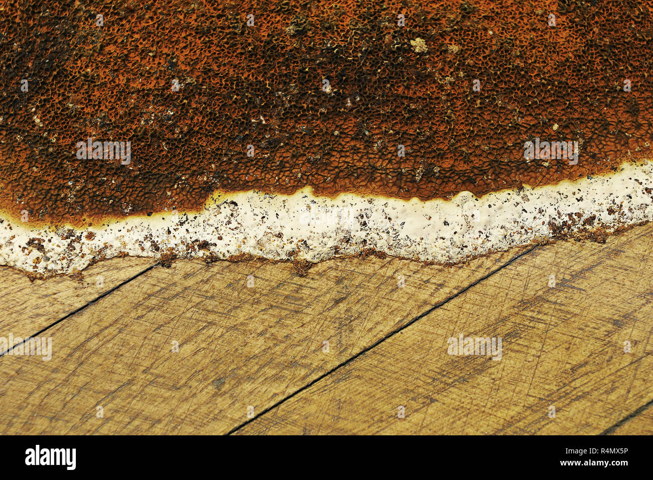 Gros plan du Serpula lacrymans organe de fructification croissant sur bois ; cette espèce de champignon est la plus dommageable dans bâtiments humides Banque D'Images
