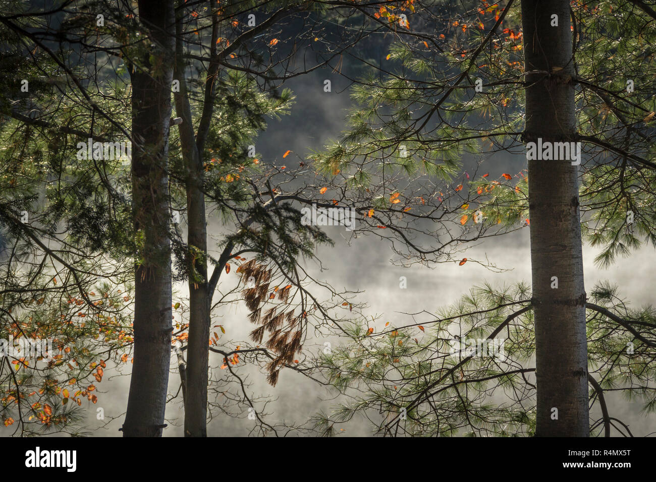 Brume du matin se lève d'un lac dans le nord de l'Ontario, Canada Banque D'Images