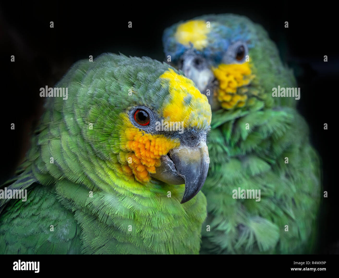 Orange-Winged Amazona amazonica Amazone CAPTIVE Parrot Banque D'Images