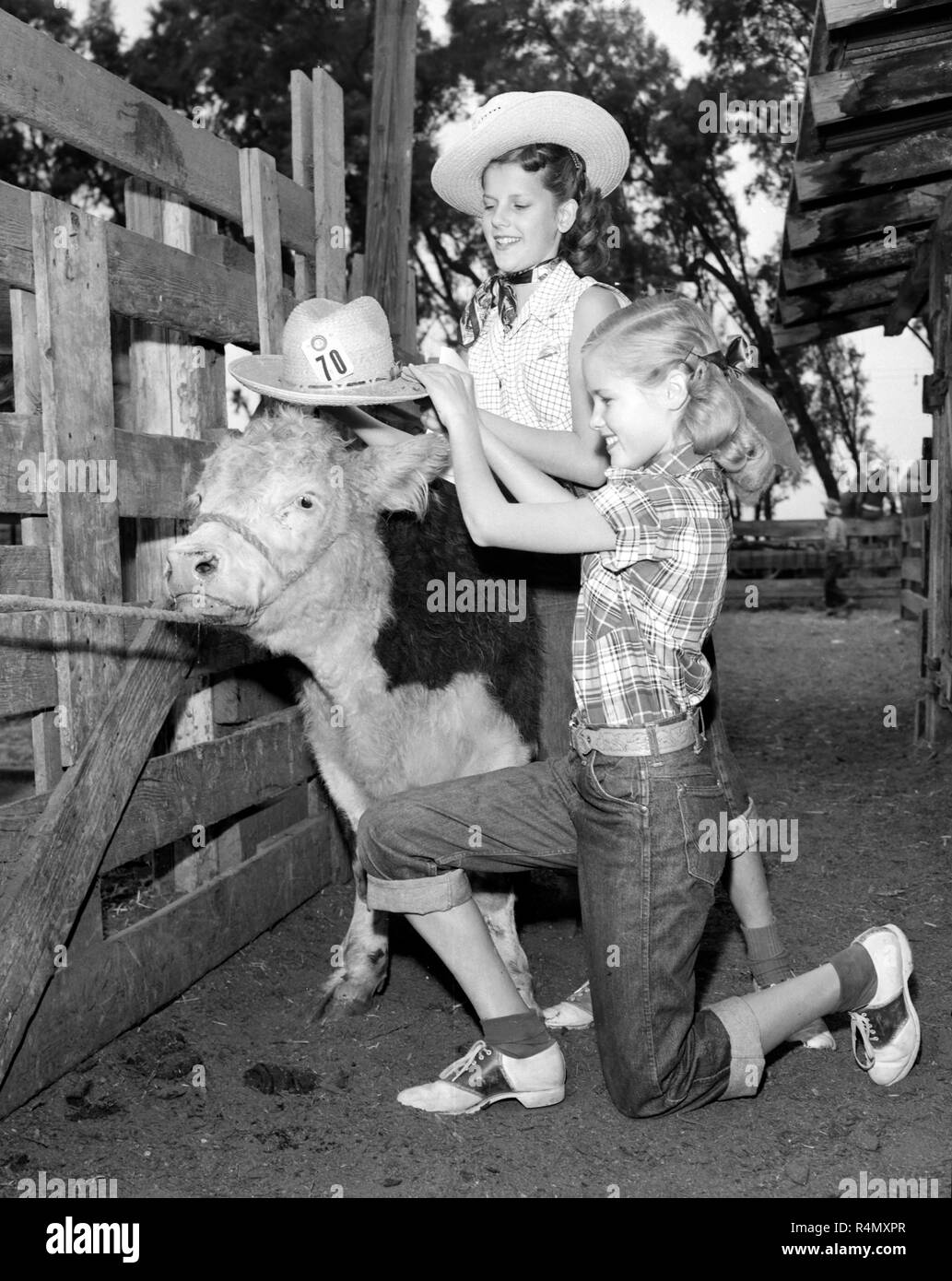 Deux adolescentes mis un chapeau sur leur prix steer, ca.. 1952. Banque D'Images