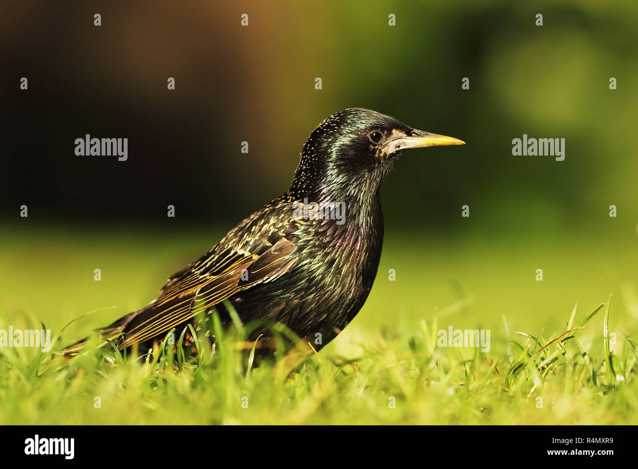 Longueur totale de étourneau sansonnet Sturnus vulgaris ( ) Banque D'Images