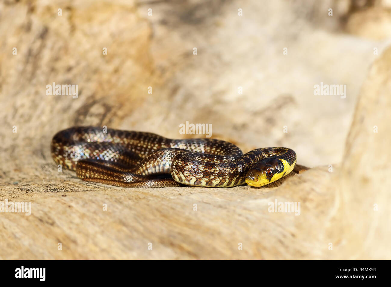 La aesculapian snake se prélassent sur bois ( moignon Zamenis longissimus ) Banque D'Images